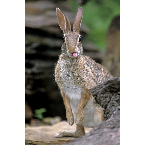 TX, Wild desert cottontail rabbit with tongue out